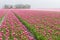Big field with numerous of red and purple tulips