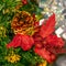 Big fir cone and poinsettia as a Christmas toy on a tree branch