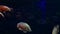 Big fish Astronotus ocellatus in freshwater aquarium nature wild life 4k video