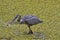 Big fish in beak of Great Blue Heron