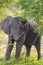 Big FIVE African elephant Kruger National Park safari South Africa