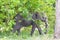 Big FIVE African elephant Kruger National Park safari South Africa