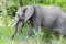 Big FIVE African elephant Kruger National Park safari South Africa