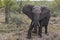 Big FIVE African elephant Kruger National Park South Africa