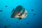 Big flat fish floating in deep blue ocean