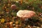 Big flat round red amanita muscaria on a background of grass and brown leaves