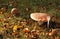 Big flat round red amanita muscaria on a background of grass and brown leaves