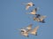 Big flock of adult Whooper swans Cygnus cygnus fly together in blue morning sky