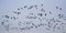 Big flock of canada geese in flight, view from below - Branta canadensis