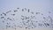 Big flock of canada geese in flight, view from below - Branta canadensis