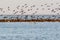 Big flock of commom cormorants sits on the ground and take of.