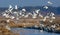 Big flock of great white egrets taking off from small river in spring