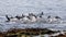 Big flock of Harlequin ducks Histrionicus histrionicus swimming on sea surface scare of something and flying away with splashes.