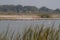 Big flock of Ruddy shelducks in a shallow wetland in central Gujarat