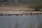 Big flock of Ruddy shelducks in a shallow wetland in central Gujarat