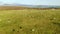 Big flock of sheep on the meadow, aerial take. Iceland.