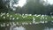 Big Flock of Western Cattle Egret, Bubulcus Ibis, in a Lake Shore in a Sunny Day