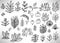 Big Floral Set of black hand drawn flowers, bushes, leaves, branches isolated on white