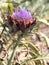 big flower of artichoke plants in vegetable garden