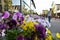 Big flower bed with colorful pansies on city street. In the background are blurred silhouettes of residents, shop windows and