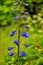 Big flower delphinium. High garden blue flowers