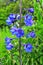 Big flower delphinium. High garden blue flowers