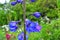 Big flower delphinium. High garden blue flowers