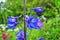 Big flower delphinium. High garden blue flowers