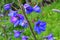 Big flower delphinium. High garden blue flowers