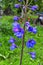 Big flower delphinium. High garden blue flowers