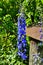 Big flower delphinium. High garden blue flowers