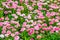 Big flower field of Bellis perennis Pomponnete, cultivated hybrid specie of the english daisy flower, Nature background, colorful
