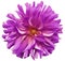 Big flower pink-violet, yellow center on a white background isolated with clipping path. Closeup. big shaggy flower. for desig