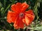 Big flower of red perennial poppy in flower garden.