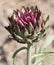 big flower of ripe artichoke ready for harvesting in summer