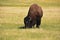 Big Fluffy Bison Grazing in a Meadow