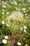 Big fluffy dandelion flower and birch bindweed plant grow in the sunny garden