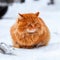 Big fluffy ginger cat sitting in the snow 1:1