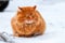 Big fluffy ginger cat sitting in the snow, stray animals in winter, homeless frozen cat