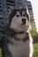 Big fluffy husky malamute in the yard