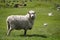 Big fluffy sheep or lamb grazing green fields