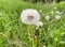 A big fluffy white dandelion. There is another one with a yellow bud growing nearby. On a green glade with grass and flowers