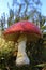 Big fly agaric between grasses - side view