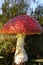 Big fly agaric - side view