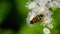 Big Fly on the Ageratum houstonianum