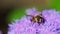 Big Fly on the Ageratum houstonianum