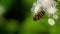 Big Fly on the Ageratum houstonianum