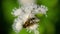 Big Fly on the Ageratum houstonianum