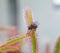 Big fly catched by Sundew (drosera) - close up