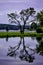 Big Foot Beach State Park - Tree Reflections